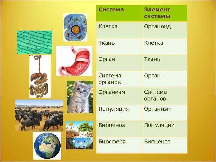 И органы клетки организм ткани системы организмов. Клетка ткань орган система. Клетка орган система органов организм. Схема клетка ткань орган система органов организм. Ткани органы системы органов животных