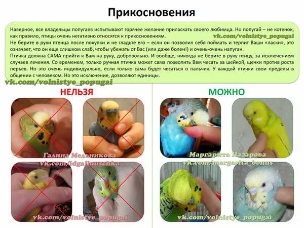 Можно ли попугаю подсолнух. Что можно кушать волнистым попугаем. что можно ловать попугаем. что можно давать попкгаем. что можно давать попугаю волнистому.