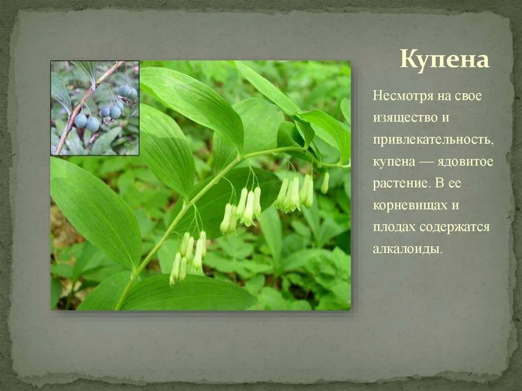 Купена - изящное растение для теневого сада (видео) Дачный дневник пенсионерки Д