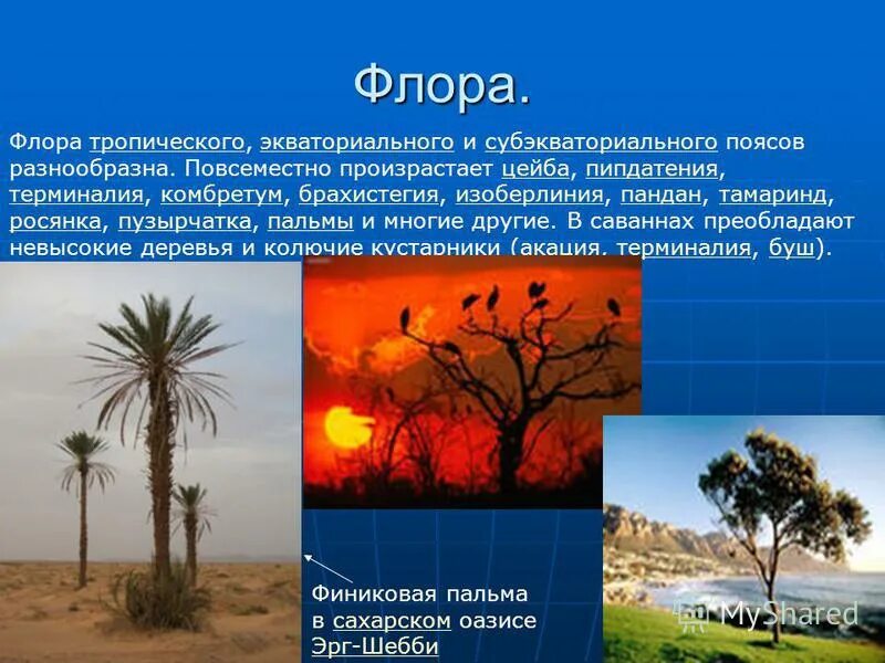 субэкваториальный пояс африки характеристика