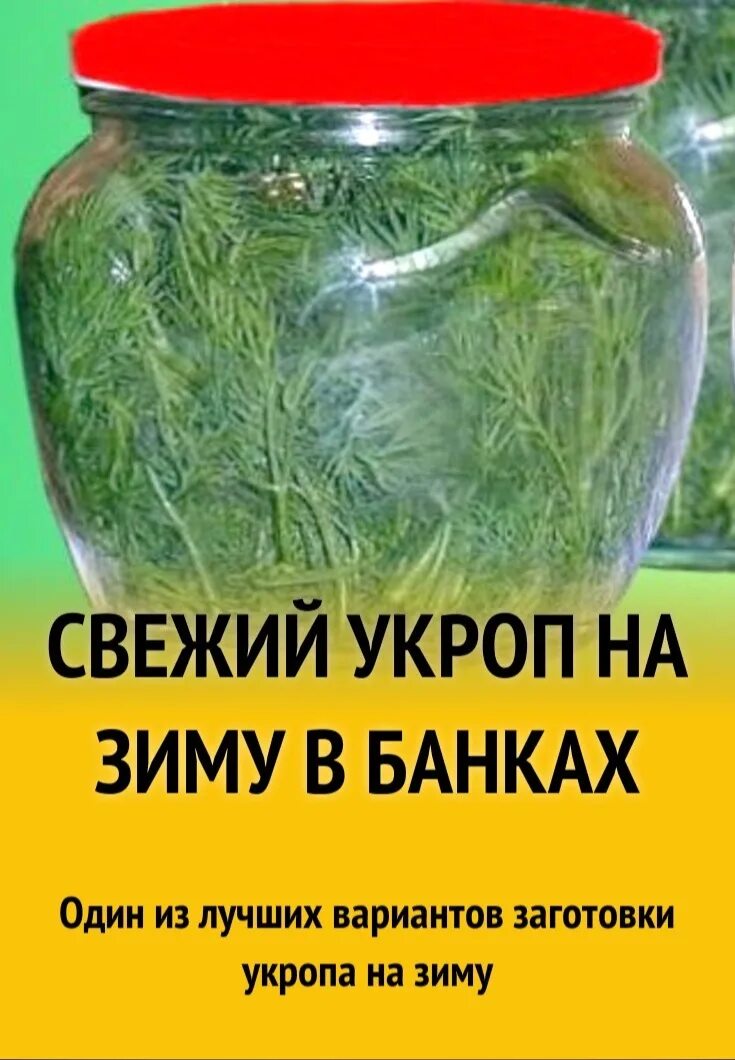 Заготовка укропа на зиму. Свежий укроп на зиму. Укроп на зиму заготовки рецепты в банках. Укроп в банке. Запах укропа