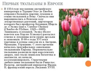 Язык цветов тюльпаны