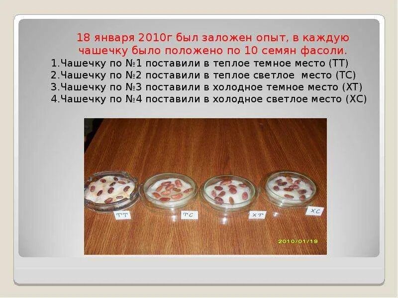 Эксперимент в биологии. 3 опыта с фотосинтезом биология 6 класс. Опыт эксперимент в биологии. Заложили опыты. Опыт с фасолью по окружающему 2 класс.