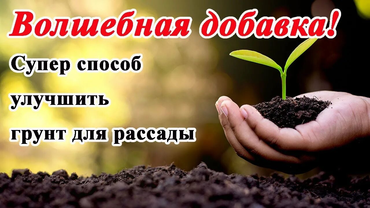 Питомник гарденмарт. Гарденмарт саженцы. Гарденмарт24 интернет магазин саженцы на весну 2022. Гарденмарт интернет магазин саженцы на осень. Гарденмарт интернет магазин саженцы отзывы.