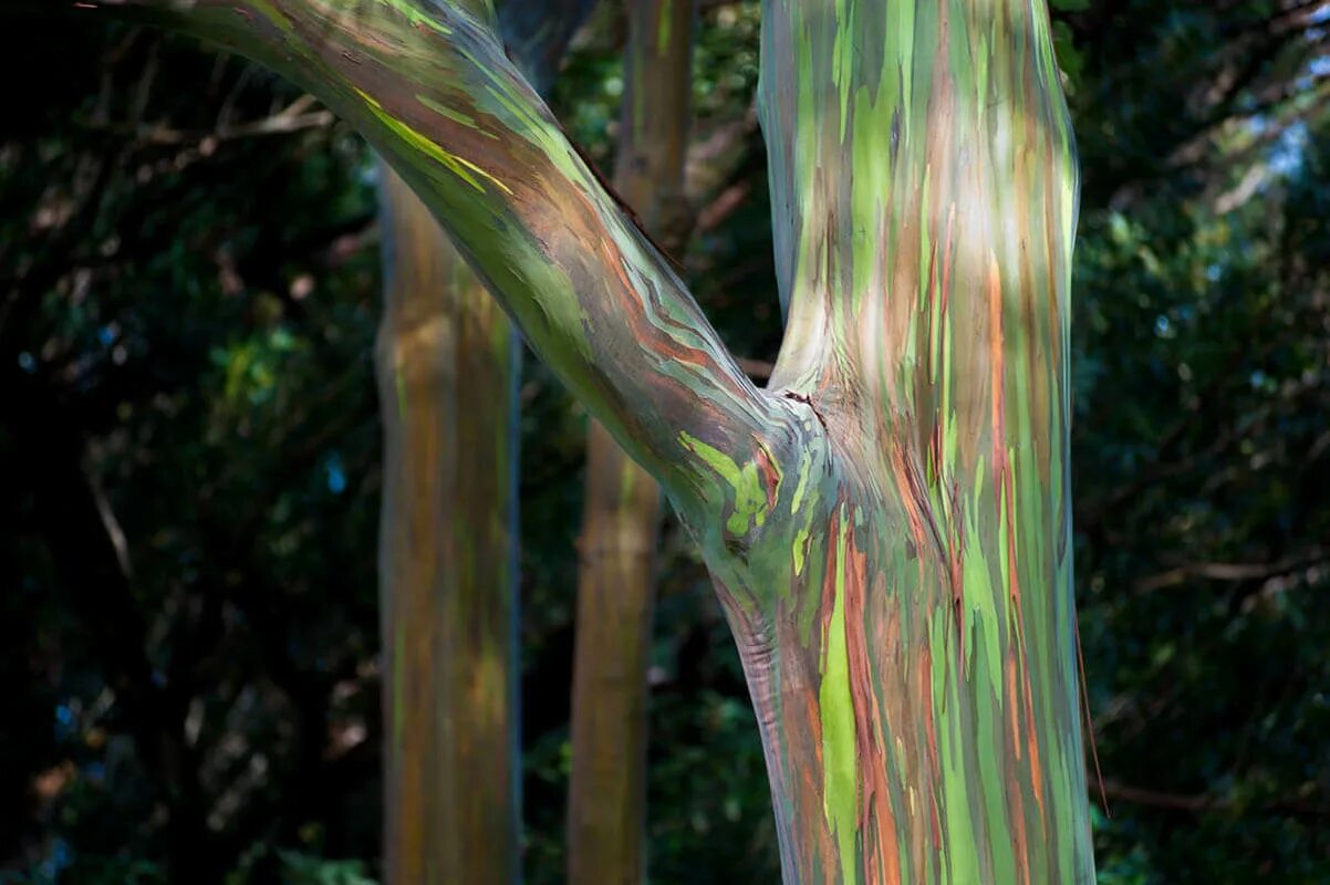 Сосна остистая мафусаил. Дерево коряга. Расширенное дерево. Расширенное дерево. Необычные деревья.