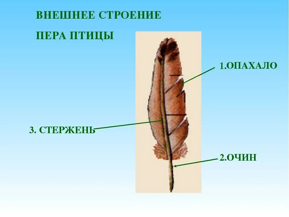 Широкая и мягкая часть пера называется. Строение опахала пера птицы. Перо птицы строение. Птичье перо строение. Структура пера птицы.