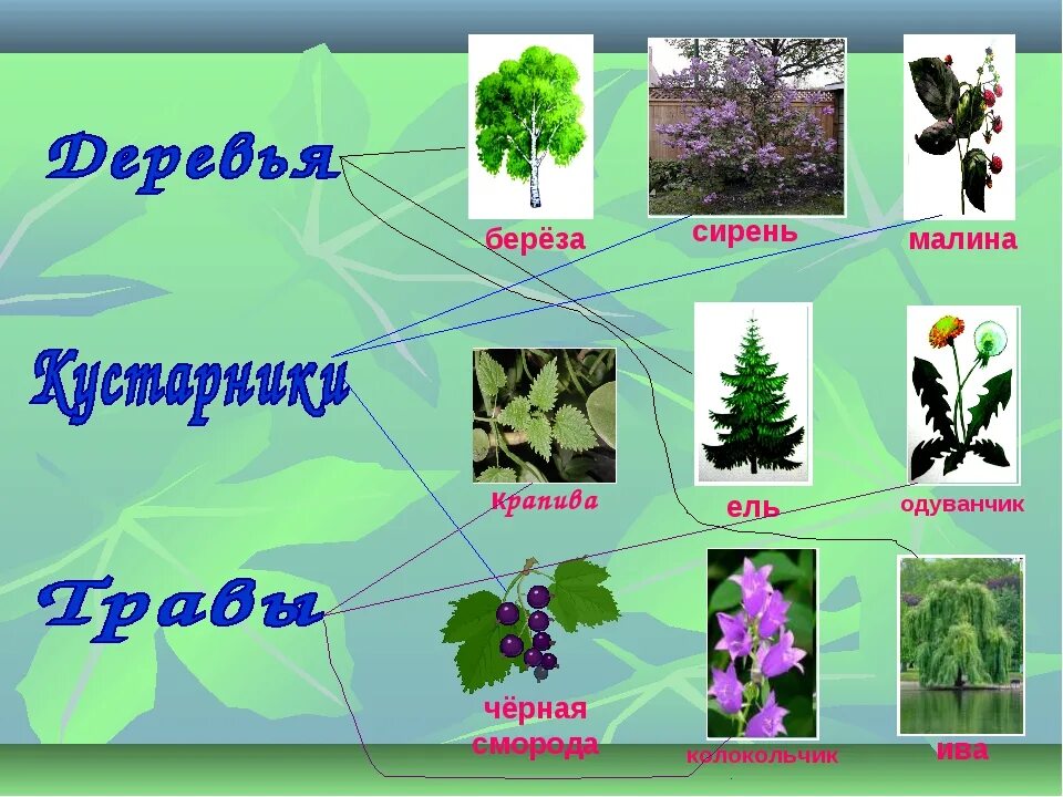 Название кустарников и трав. Кустарники по окружающему миру. Растения кустарники названия. Кустарники 2 класс. Окружающий мир названия групп