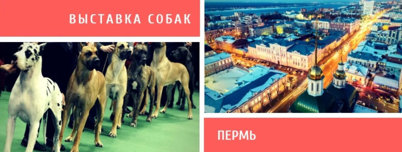 23 выставка собак москва. На выставке собак. Выставка собак Пермь 2022. Собачьи выставки Пермь. Собачьи выставки в Москве 2023.