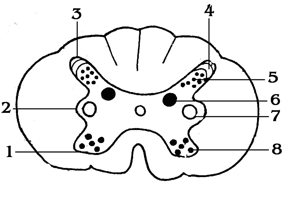 Центральное ядро спинного мозга. Ядра спинного мозга схема. Ядра серого вещества спинного мозга. Ядра серого вещества спинного мозга схема. Промежуточное ядро серого вещества спинного мозга.