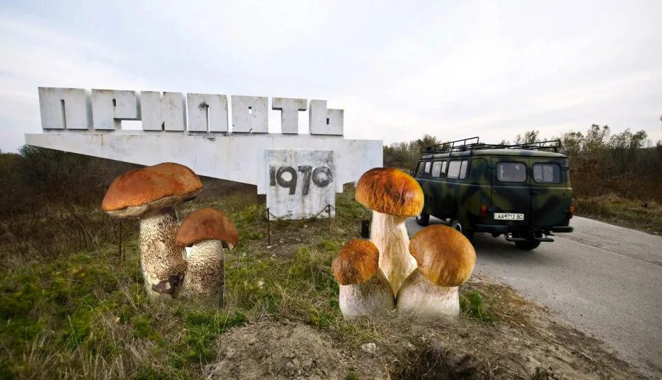Чернобыль мутация грибы. Грибы на Чернобыльской АЭС. Мутированные грибы в Чернобыле. Чернобыль зона отчуждения грибы. Грибы радиация