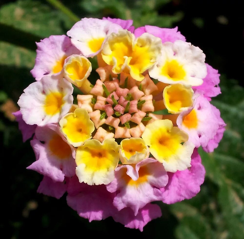 самый лучший цветок в мире. самый лучший цветок в мире. аллея сердец из цветов. разноцветные розы. роза раинбов.