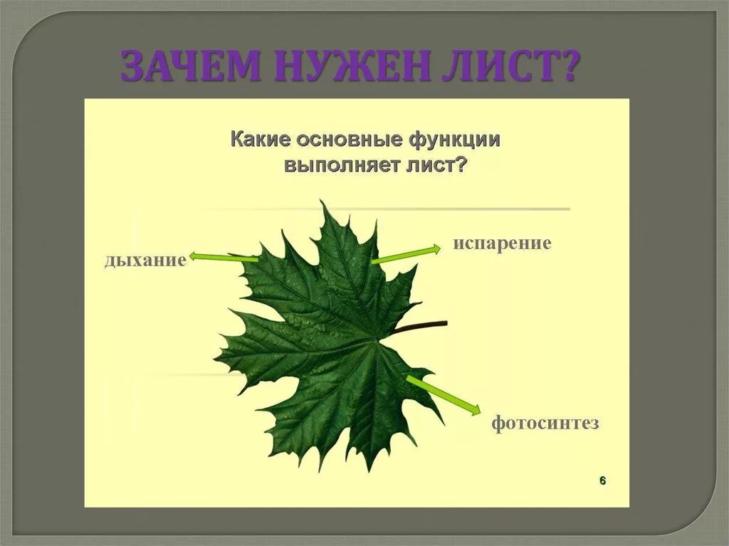 Биология 6 класс функция листьев. Лист строение и функции. Лист это в биологии. Структура листа. Внешнее строение листа.