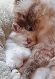 Картинки котиков милых спокойной ночи