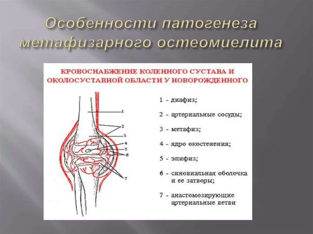 Патогенез острого гематогенного остеомиелита. Гематогенный остеомиелит этиология. Патогенез гематогенного остеомиелита. Острый гематогенный остеомиелит этиология. Кровообращение костей