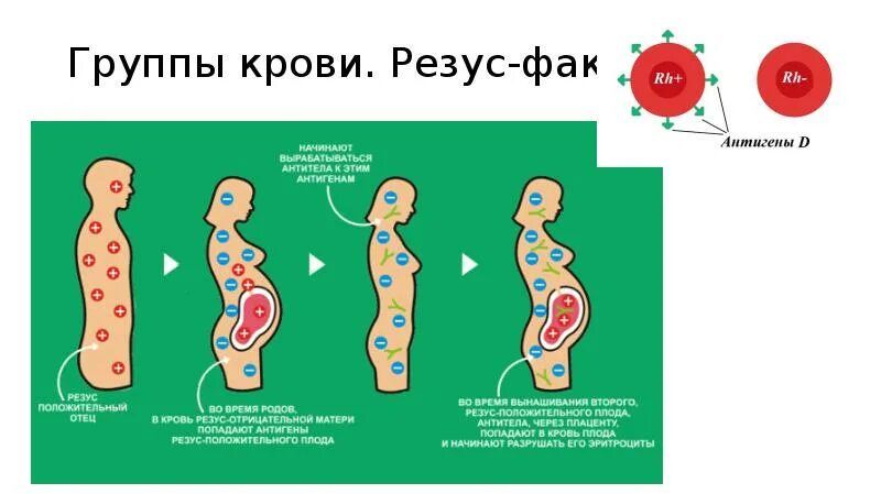 Резус фактор. Резус конфликт. Конфликт резус факторов. Конфликт резус факторов при беременности. Беременность резус фактор групп