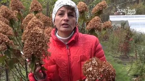 Уход за гортензией осенью на даче