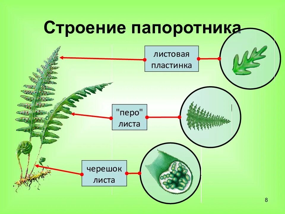 Какое строение папоротника. Папоротник щитовник строение. спорообразование папоротника. строение вайи папоротника. папоротниковидные строение.