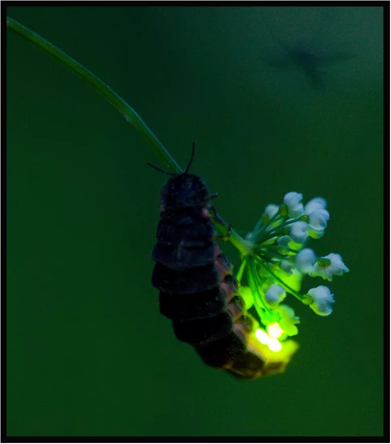 Кто такой светлячок. Светлячок Жук. Обыкновенный светляк Жук. Lampyris Noctiluca личинка. Биолюминесценция светлячков.