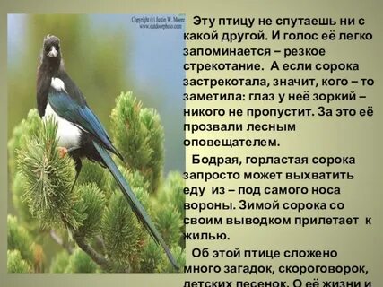 Почему в выводке не было птенцов выскочка