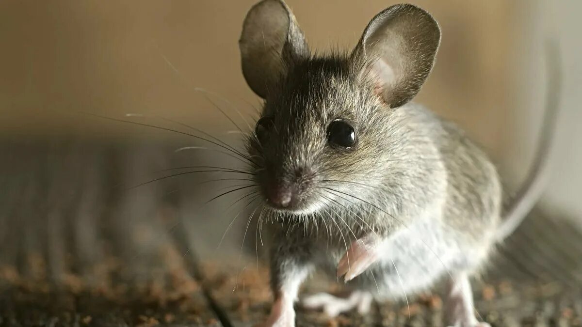 Мышь. Мышка животное. Мышка серая. Мышка Живая. Машь как правильно
