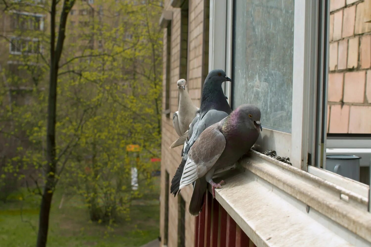 Голубь сел на подоконник. Голуби на балконе. Голубь на перилах балкона. Птичка на балконе. Домик для голубя на подоконнике.