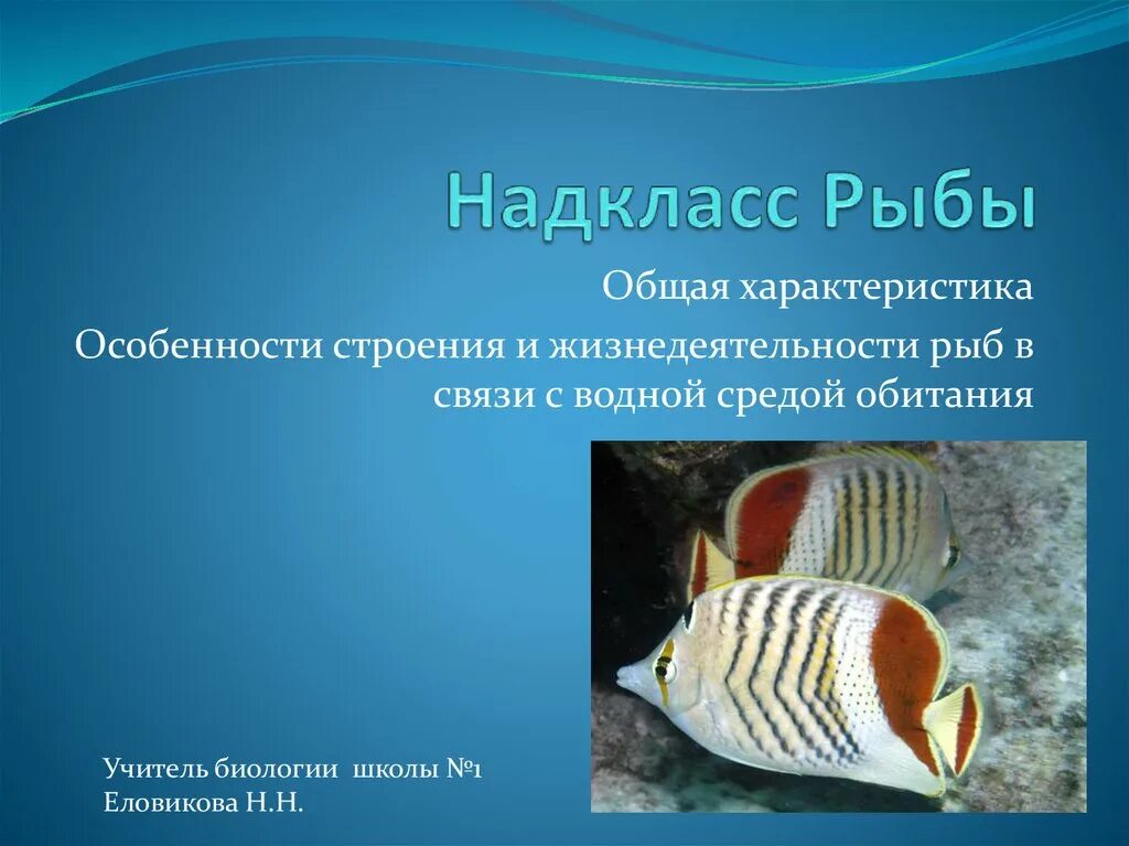 Ухо класс рыбы. Надкласс рыбы. Общая характеристика рыб. Особенности строения и жизнедеятельности рыб. Надкласс рыбы общая характеристика.