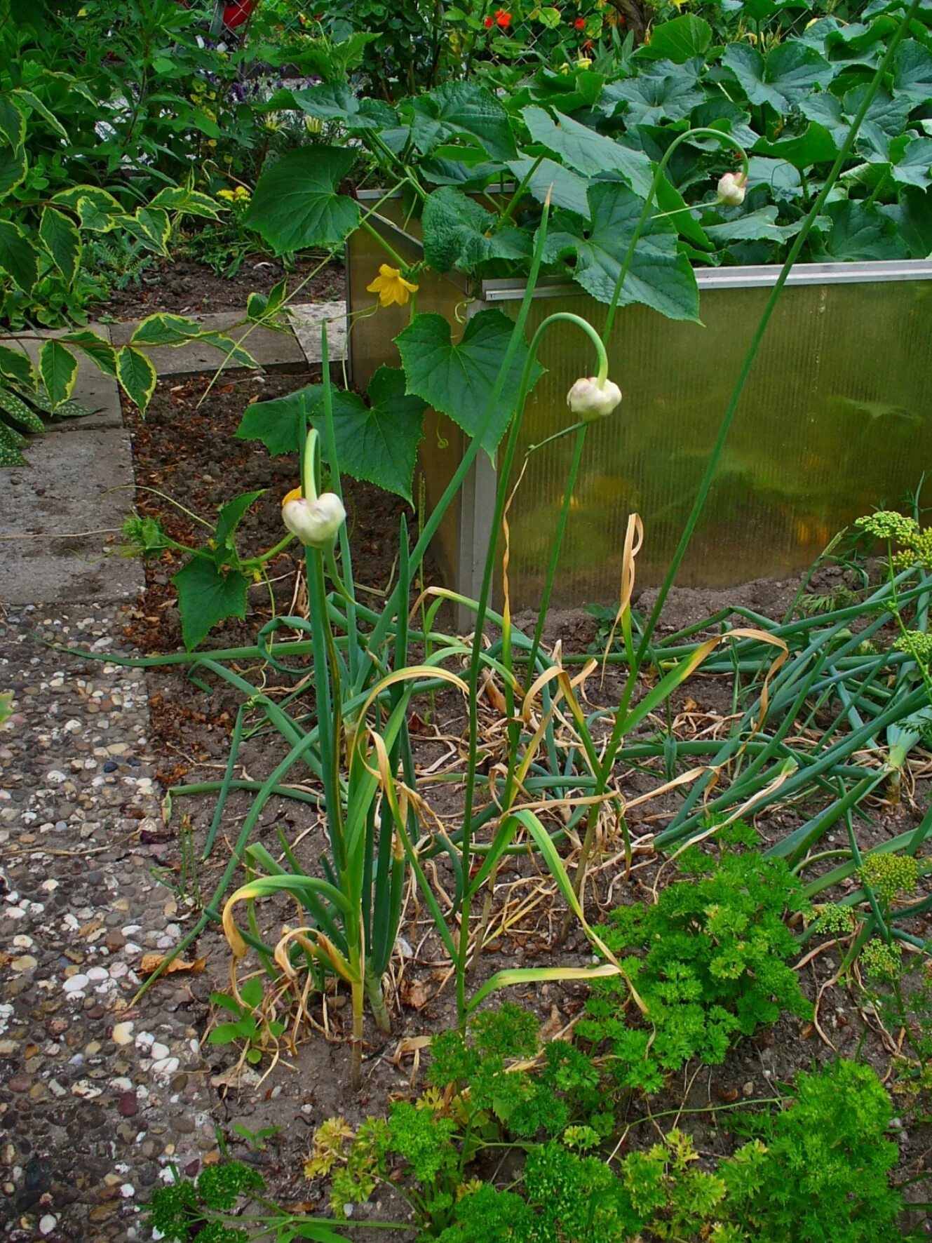 Лук каба. Allium sativum растение. Лук саженец. Декоративный чеснок.