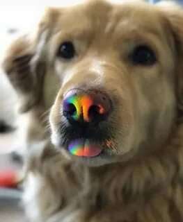 Dog like me