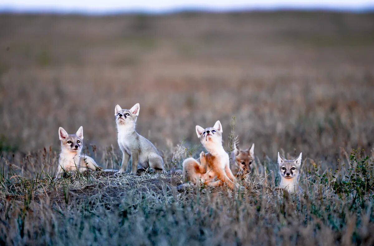 черные земли зимой. черные земли зимой. заповедник чёрные зимой. черные земли зимой. черные земли калмыкия зима.