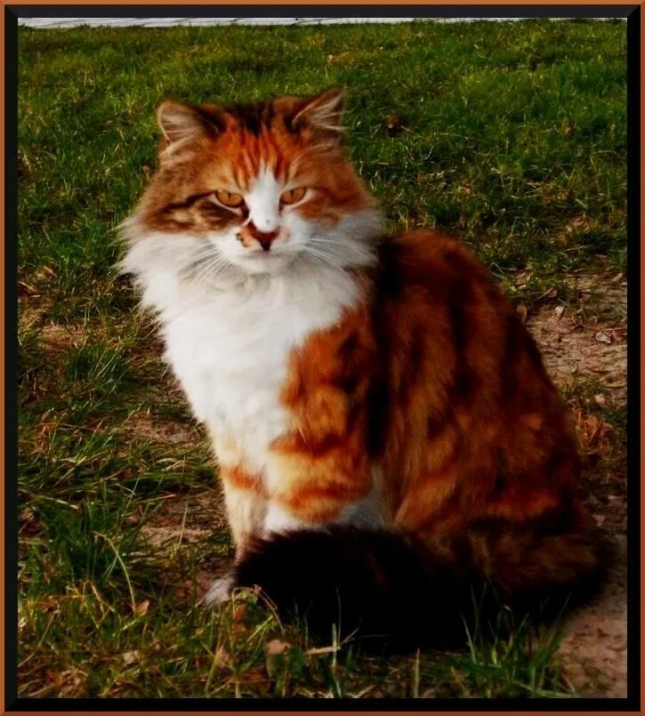 Кошка окрас серо бело рыжий. Необычная рыжая кошка. Красивые расцветки рыжих котов. Необычные расцветки котов. Необычный рыжий окрас кошек.