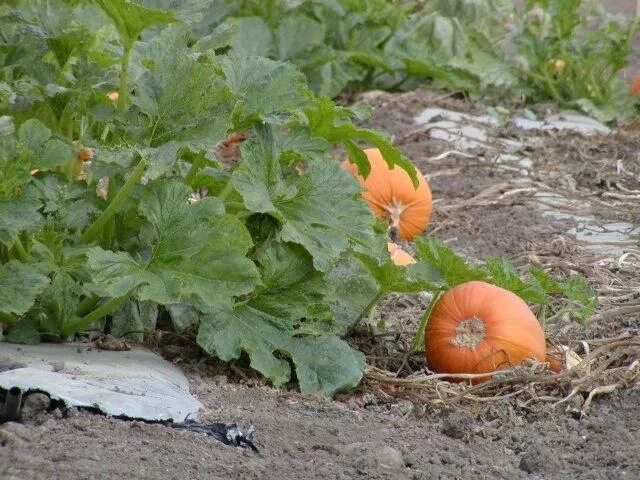 Посев тыквы семенами. Тыква кустовая оранжевая. Тыква кустовая оранжевая Биотехника. Тыква баттернат в огороде. Тыква растет.