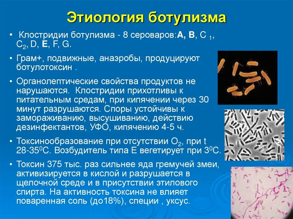 Споры погибают при температуре. Ботулизм бактерионосительство. Клостридия ботулизма. Ботулизм зооантропоноз. Ботулизм бактерия.
