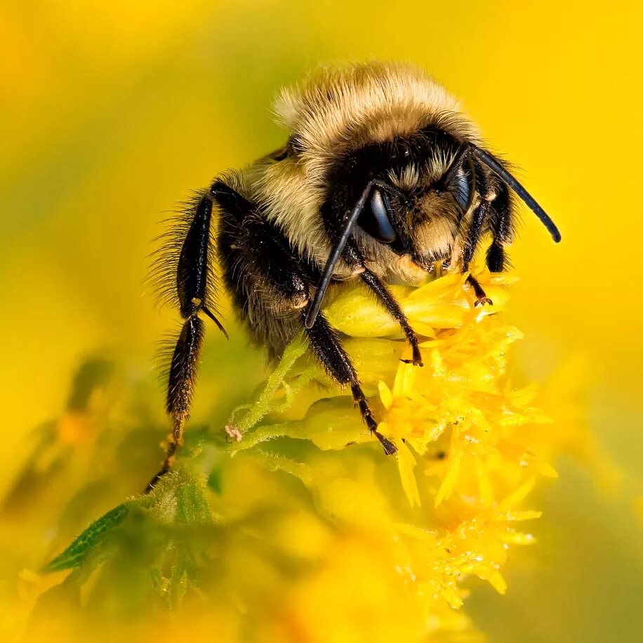 Божья коровка пчелы. Bee Bumblebee Bumble. Пчела зверь. Домашняя пчела. Bumblebee животное.