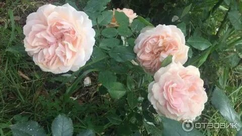 Элит розы интернет магазин