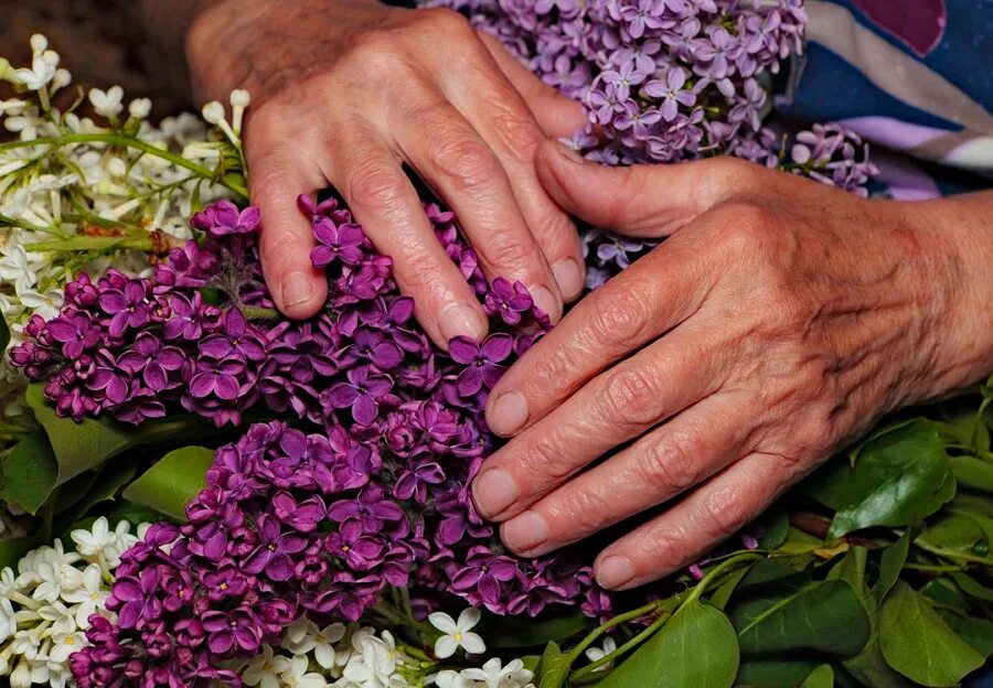 Сирень бабушки. Цветы в руках бабушки. Сирень в руках. Букет цветов в пожилых руках. Бабушка с букетом в руках.
