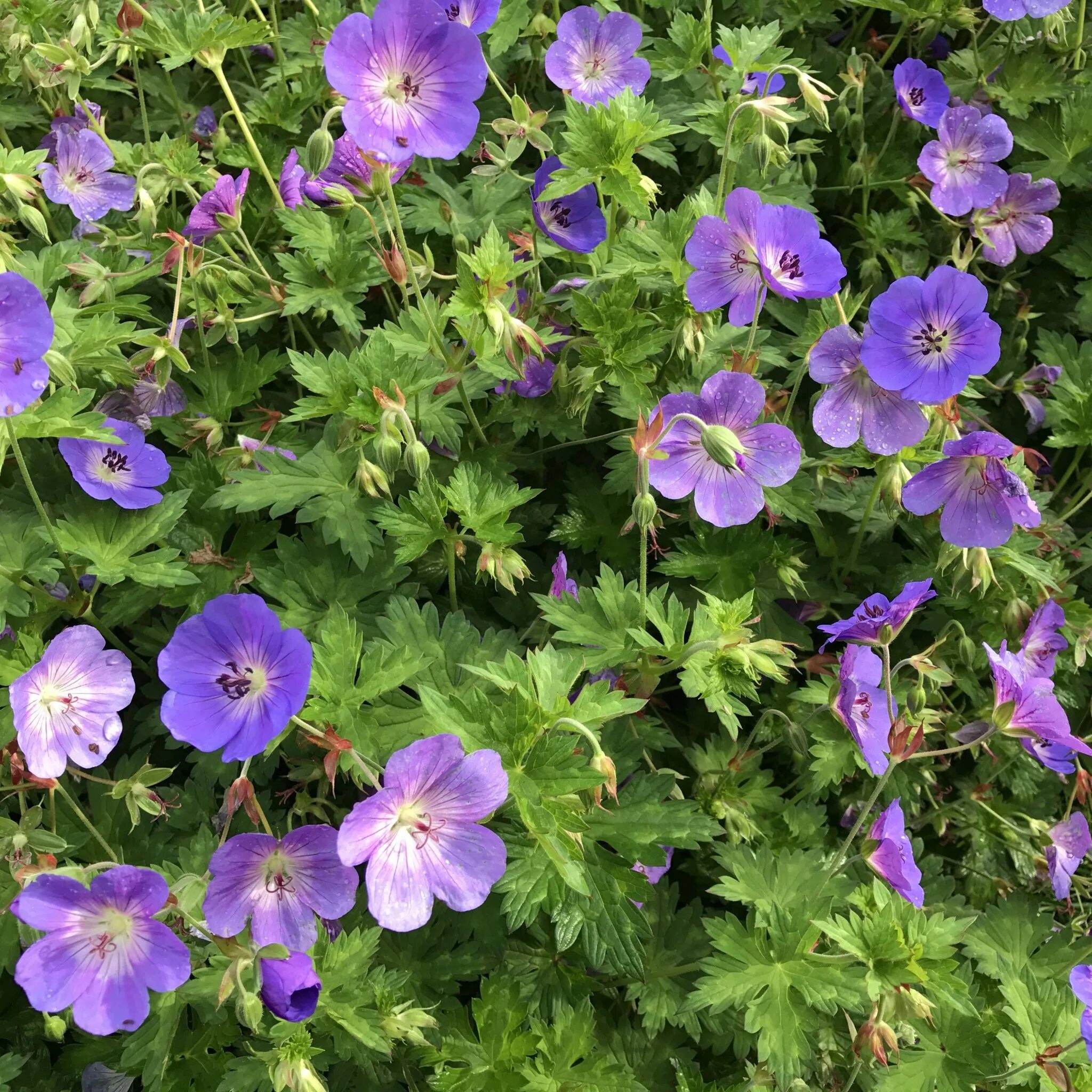 Geranium ROZANNE &#39;Gerwat&#39; - Ballyrobert Gardens Geranium rozanne, Gerani