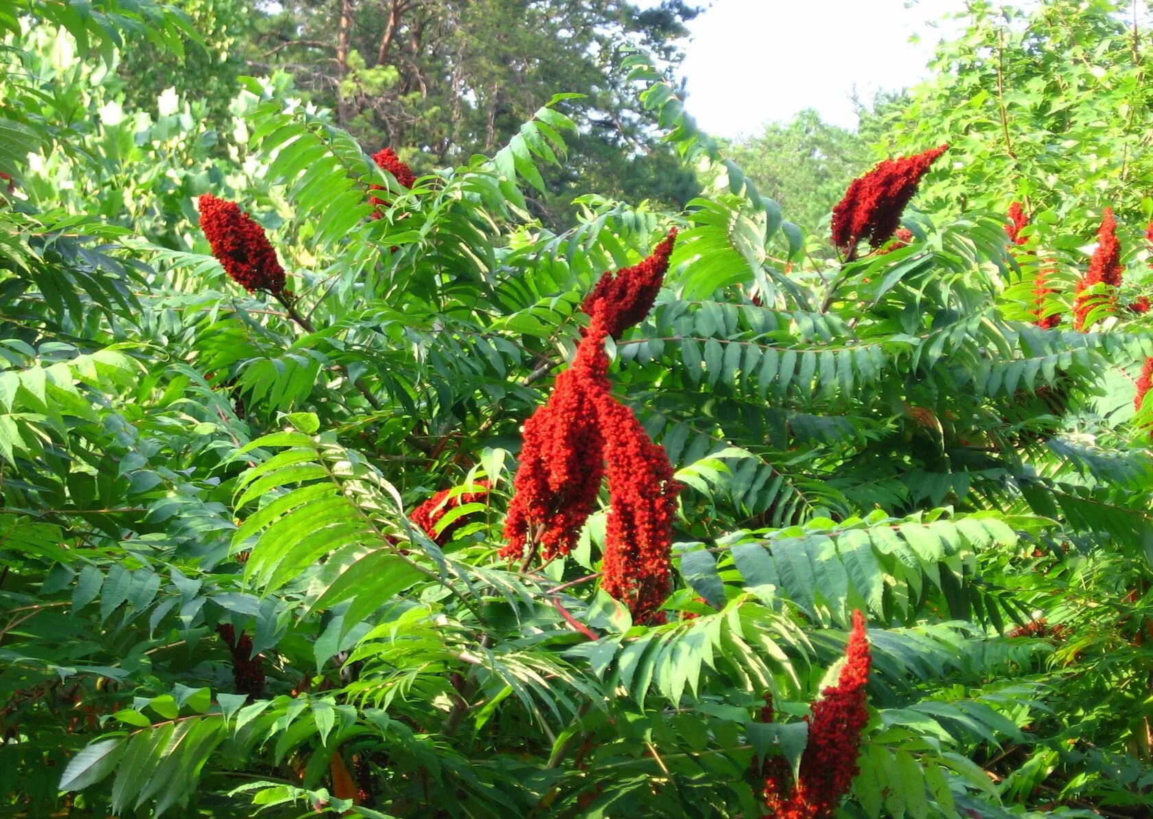 Сумах где находится. Сумах Rhus typhina. Сумах дубильный (Rhus coriaria. Сумах дубильный – Rhus coriaria l.. Сумах оленерогий плоды.