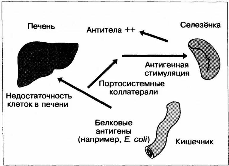 Аутоантитела к печени. Аутоантитела к антигенам печени. Антитела к печени. Распад селезенки