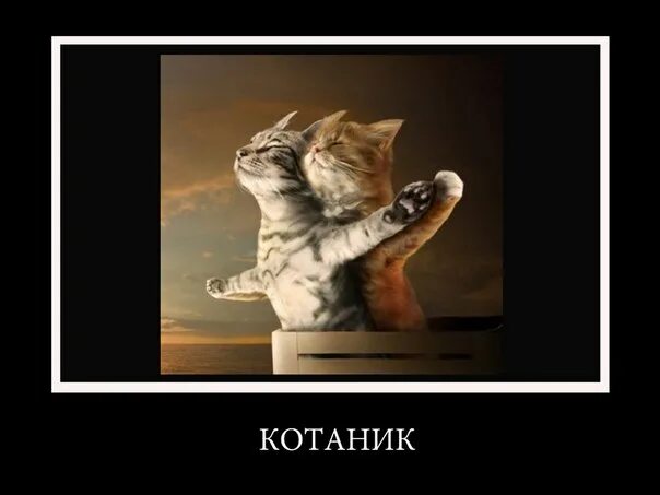 Кототитаник. Котики Титаник. Котаник картинка. Титаник с котом. Включи коты номер 4