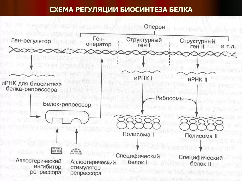 Биосинтез гена