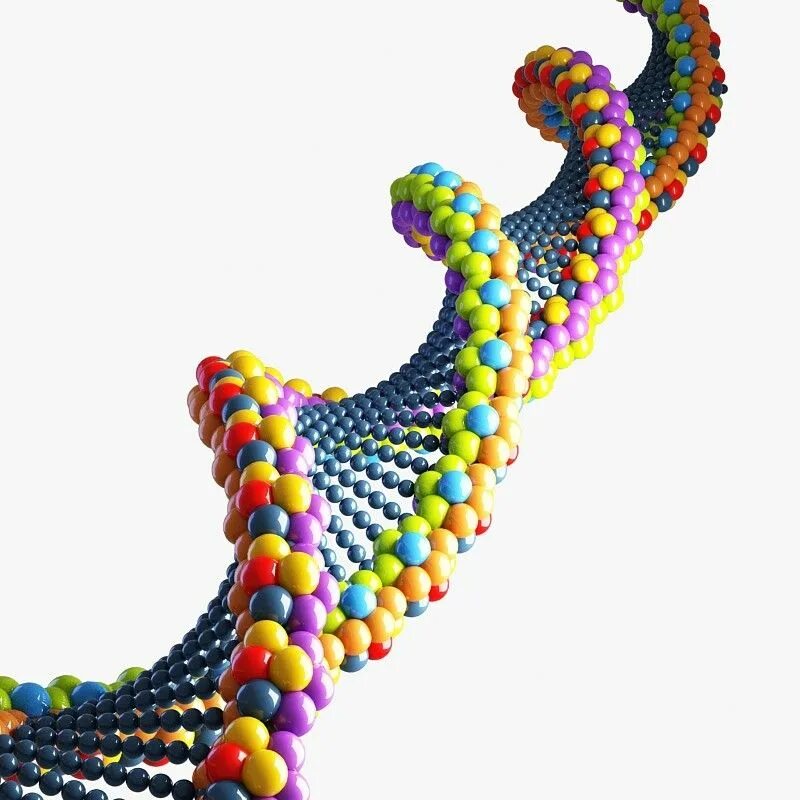 ДНК 3д модель. Молекула ДНК 3d. 3д модель молекулы ДНК 3d Max. Трехмерная модель ДНК.