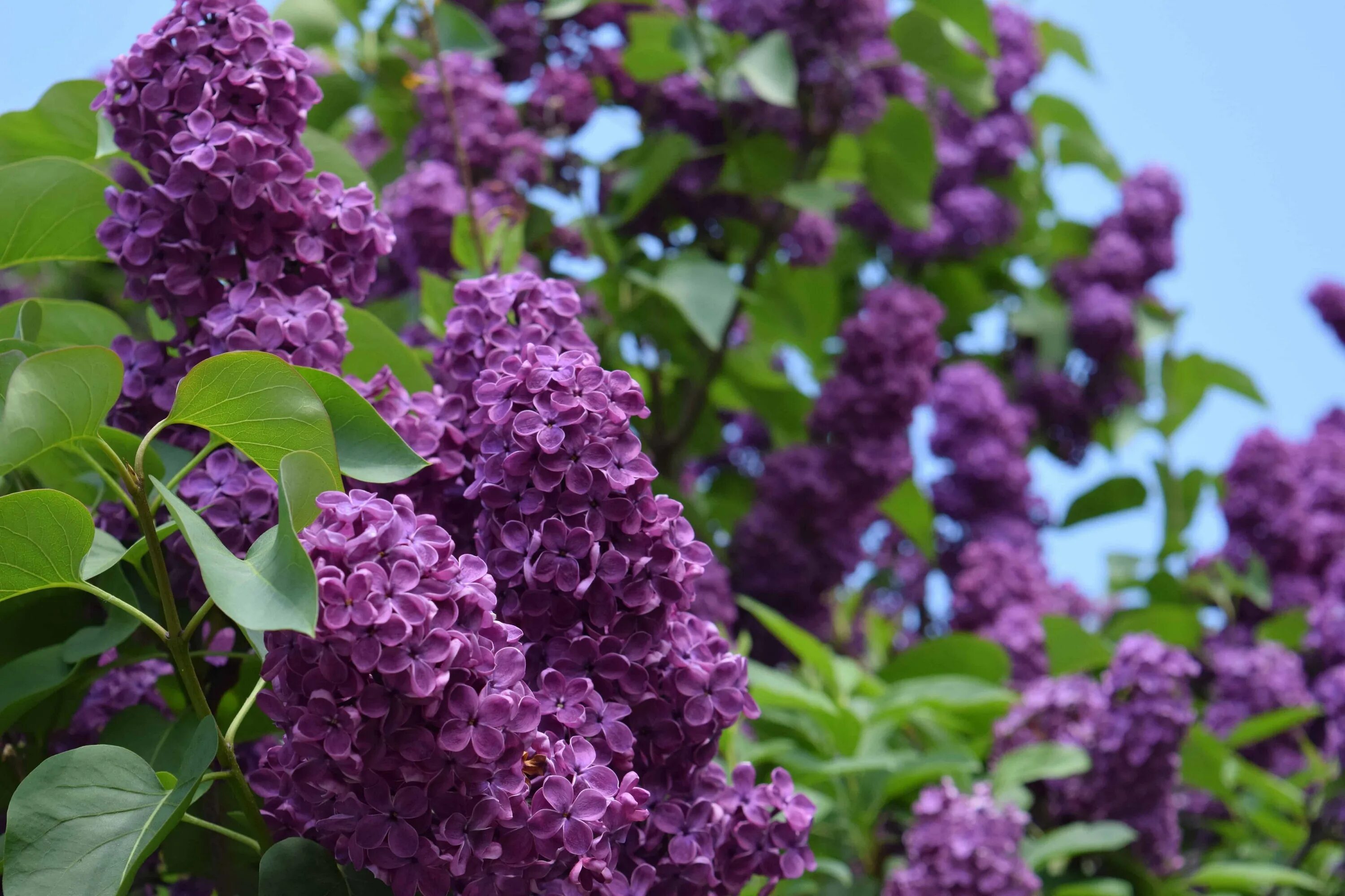 Сирень фото хорошего качества. Сирень Syringa vulgaris. Сирень обыкновенная Фрэнк Патерсон. Сирень обыкновенная соцветие.