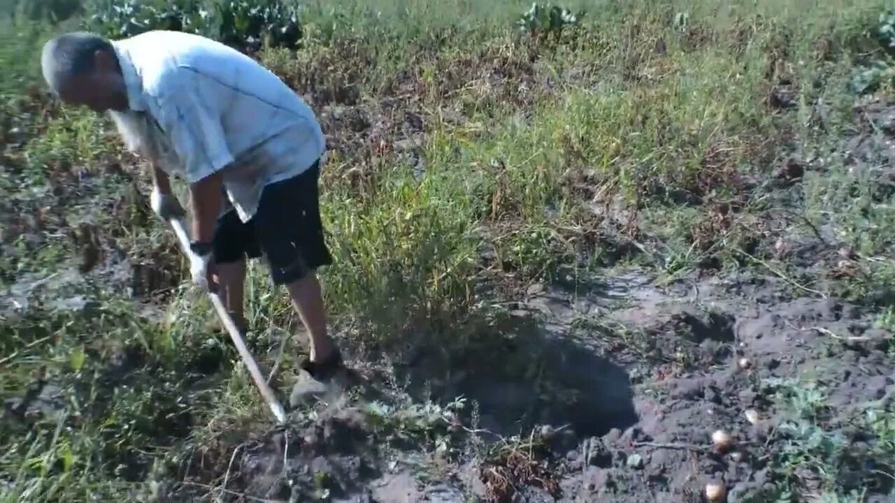 Урожай картофеля общим весом 10 килограмм. Урожай картошки 2025. рекордный урожай. успешного урожая картошки. жизнь в деревне урожай.