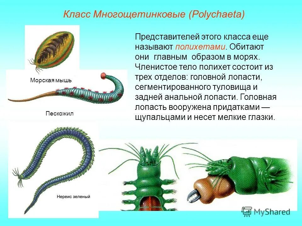 Текст кольчатые черви. Многощетинковые черви пескожил. Кольчатый червь многощетинковые черви. Тип кольчатые черви многощетинковые. Многощетинковые черви личиночная стадия.