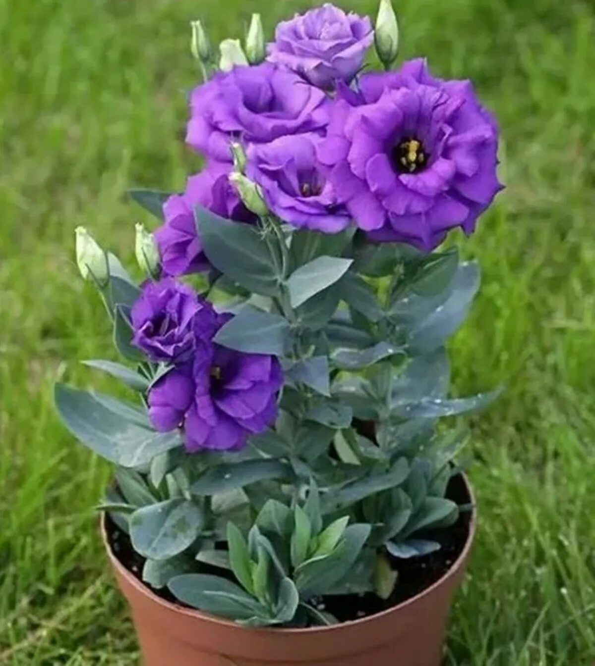 Эустома цветок как ухаживать. Эустома высокорослая. Лизиантус рассела. Эустома лизиантус махровая. Эустома grandiflorum.