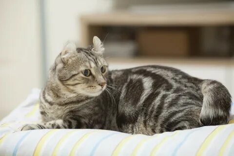 Спокойные породы кошек