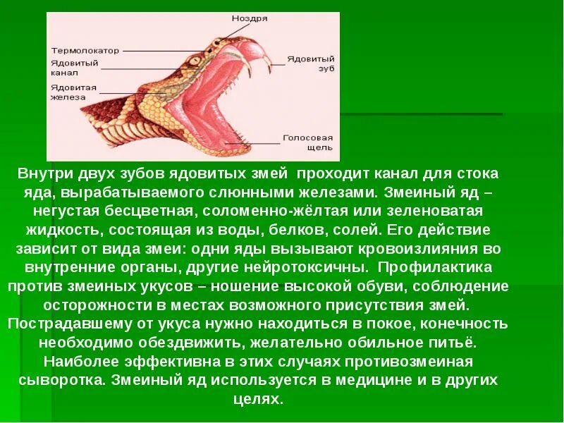 Ядовитые железы пресмыкающихся. Ядовитый аппарат гадюки.