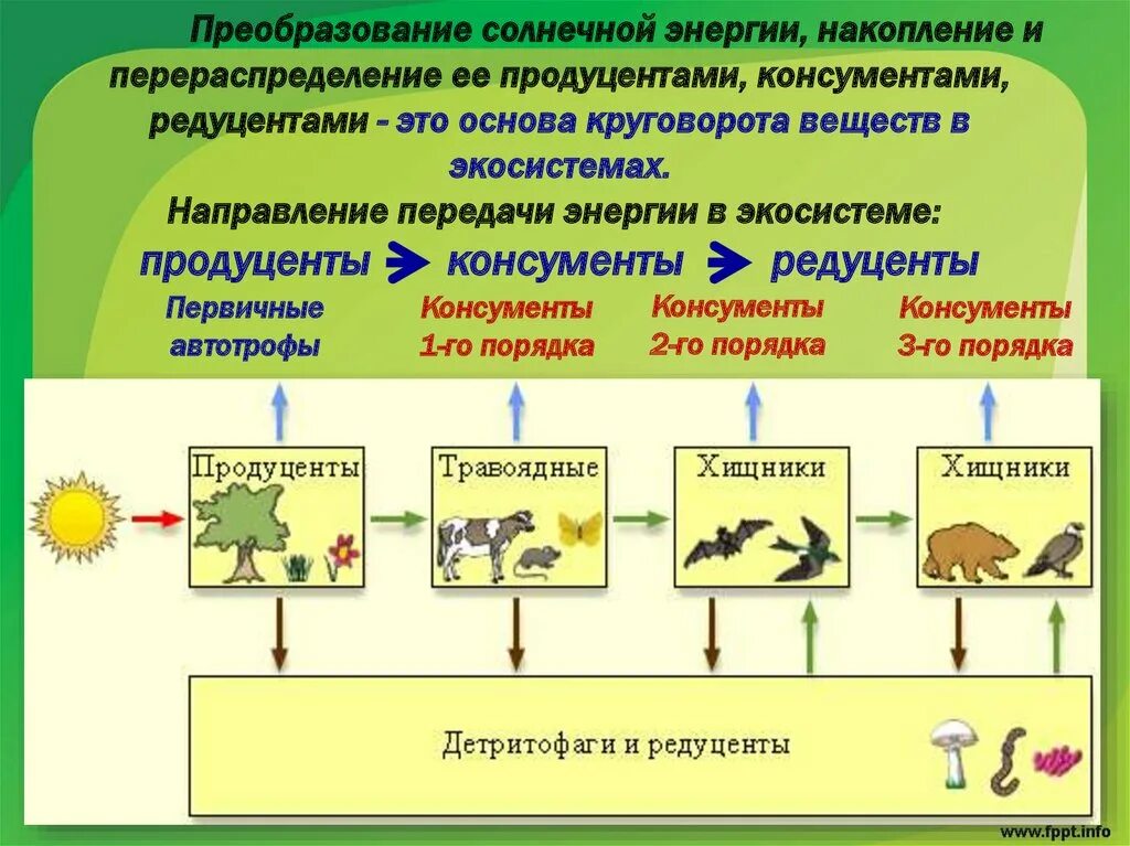 Экосистемы компоненты экосистем презентация. Трофическая структура агроэкосистемы. Элементы трофической структуры экосистемы. Трофическая пищевая структура. Структура биогеоценоза продуценты консументы редуценты.