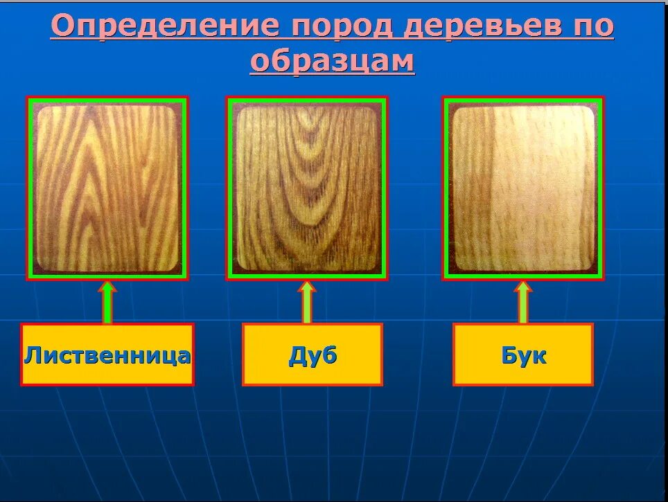 Какая порода деревьев лучше. Типы древесины. Образцы древесины. Породы дерева в разрезе. Фактура разных пород дерева.