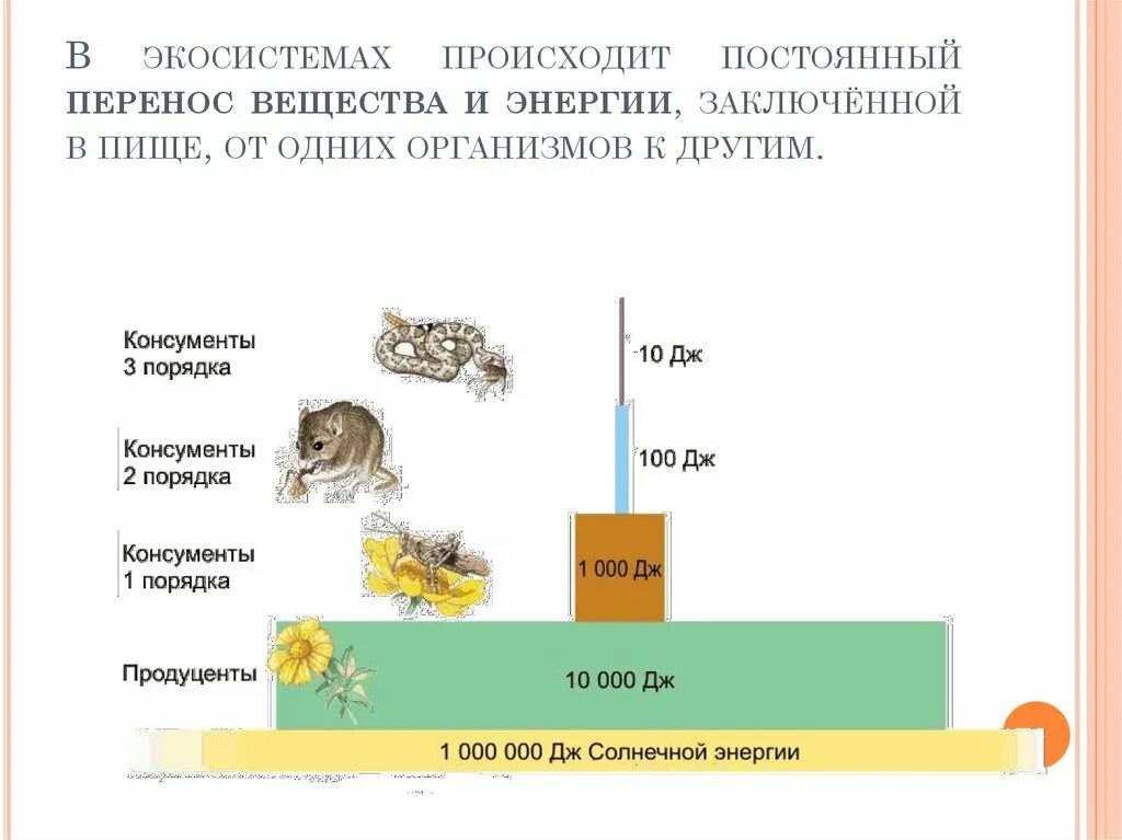 1 трофический уровень. Трофические уровни экосистемы схема. Составление схем пищевых цепей и переноса энергии. Перенос вещества и энергии в экосистеме. Перенос энергии в экосистеме.